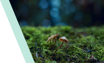 生態(tài)修復技術(shù)