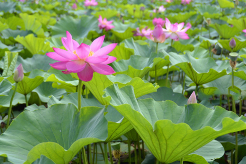 濕地植物 濕地植物