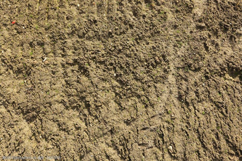 1680080151748268.jpg turangnitubeijingtupian-26257289_1_副本.jpg